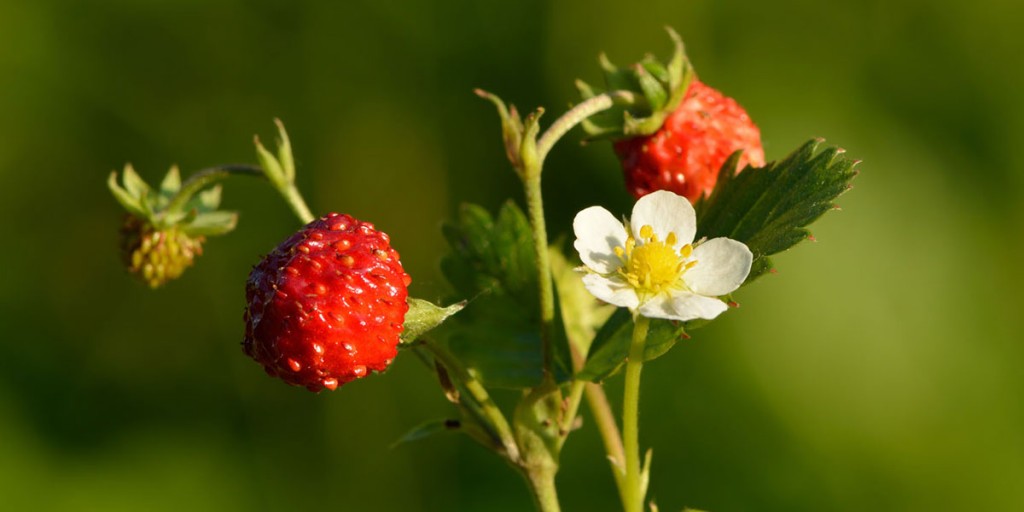 Fragaria_vesca_-_metsmaasikas
