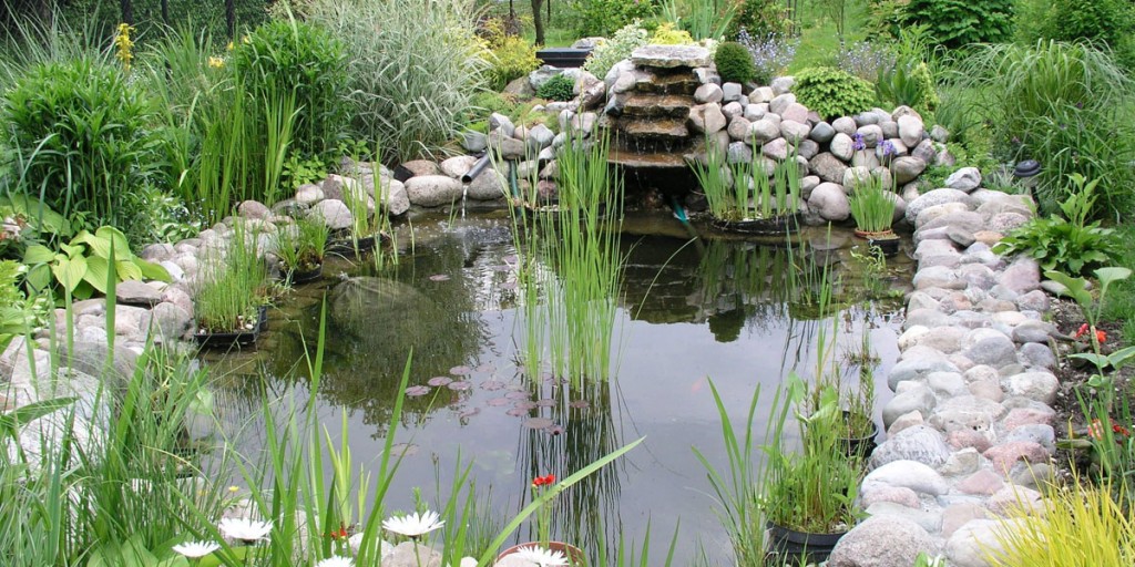 Garden_pond_1