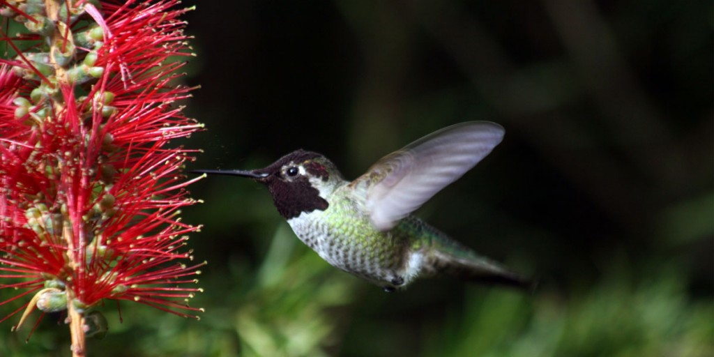 Hummingbird_in_ggp_7