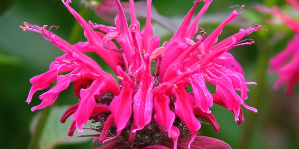 Monarda_'Panorama'_02