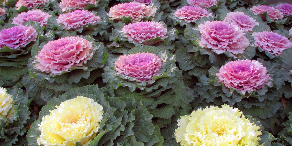 Ornamental_Kale