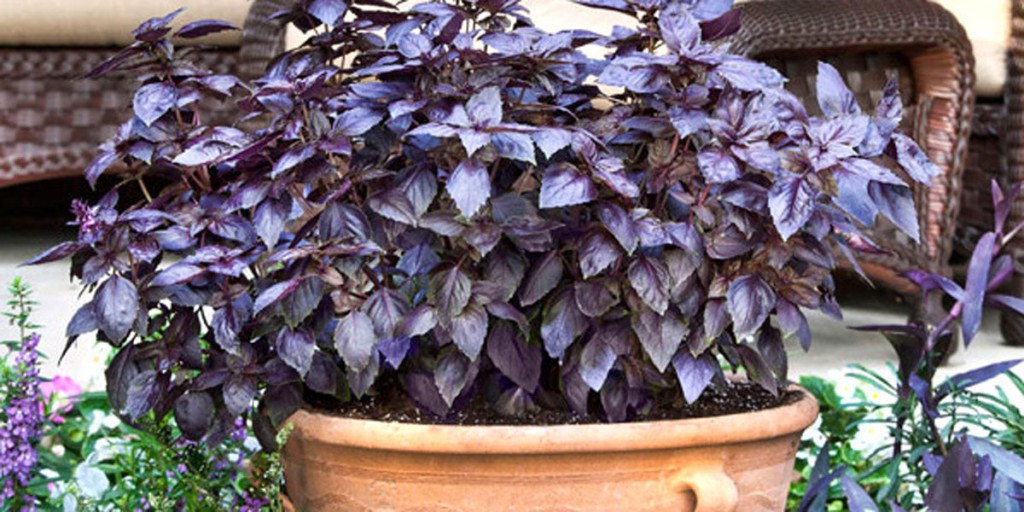 purple-basil-pot-lo